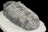 Drotops Trilobite With White Patina - Great Eyes! #153964-5